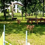 Beleli Daramba Κούνεο